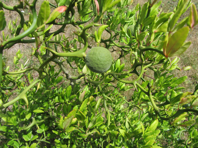 IMG-8490