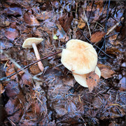 comp IMG 9249