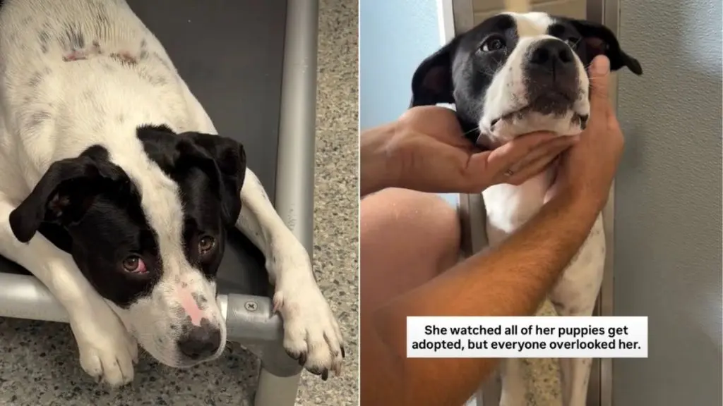 Shelter Dog Waits for Forever Home After Puppies Get Adopted