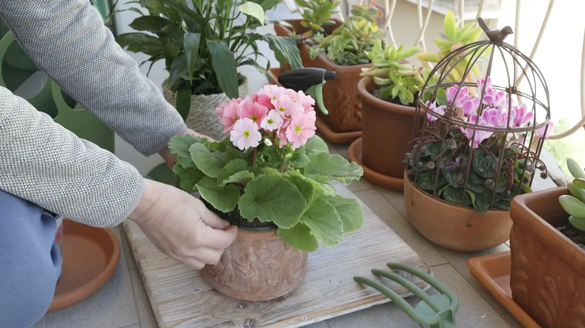 Top Flori si plante aromatice pentru a planta în ghiveci în luna iunie