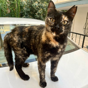 Mimi