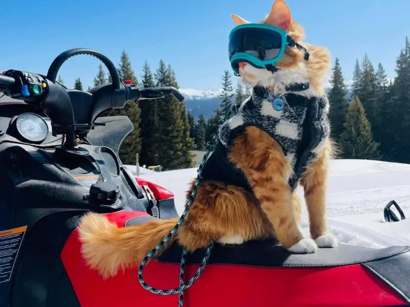 A Globetrotting Cat Named Liebchen