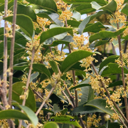 花港观鱼23