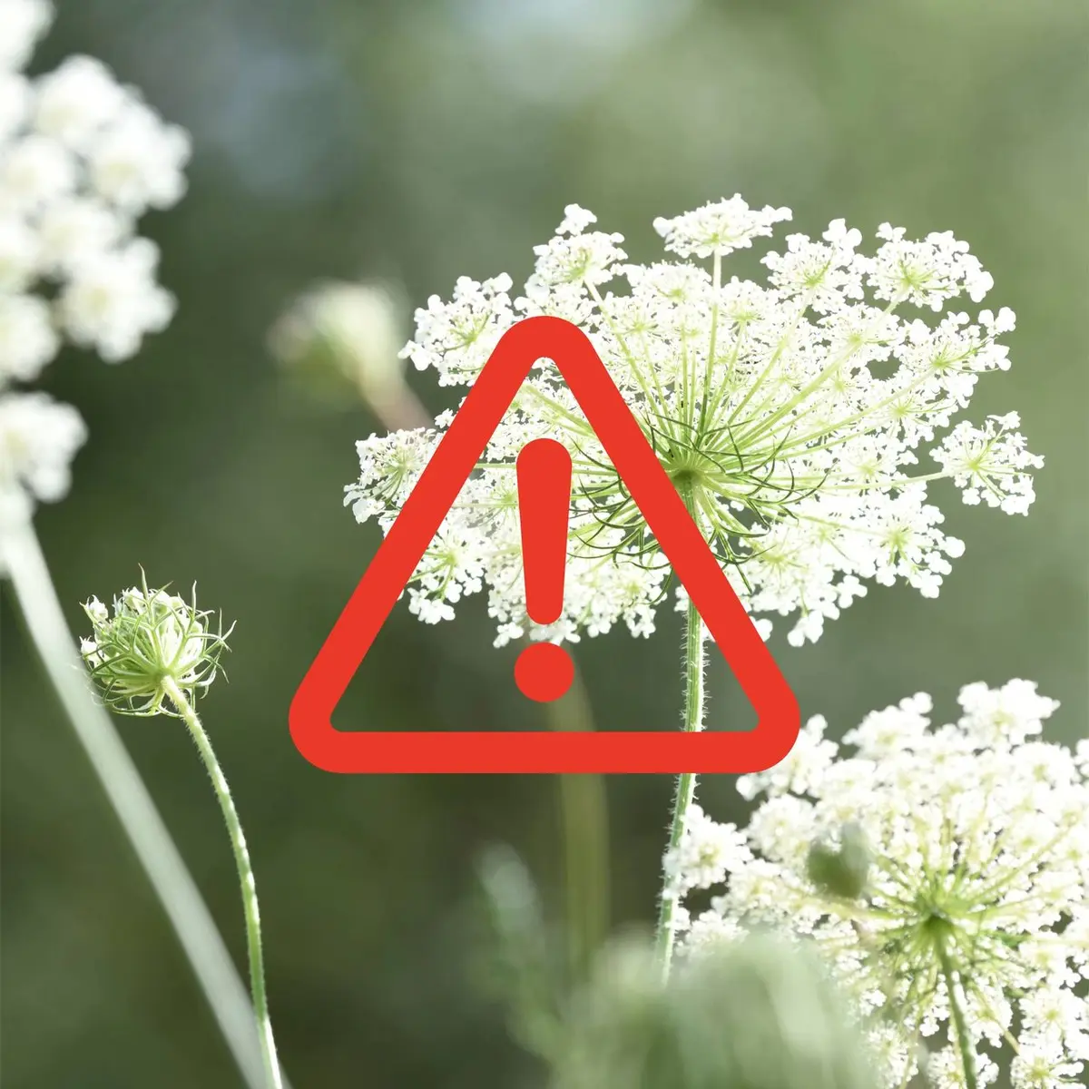 Grădinarii, avertizați: 6 plante care pot aduce probleme juridice