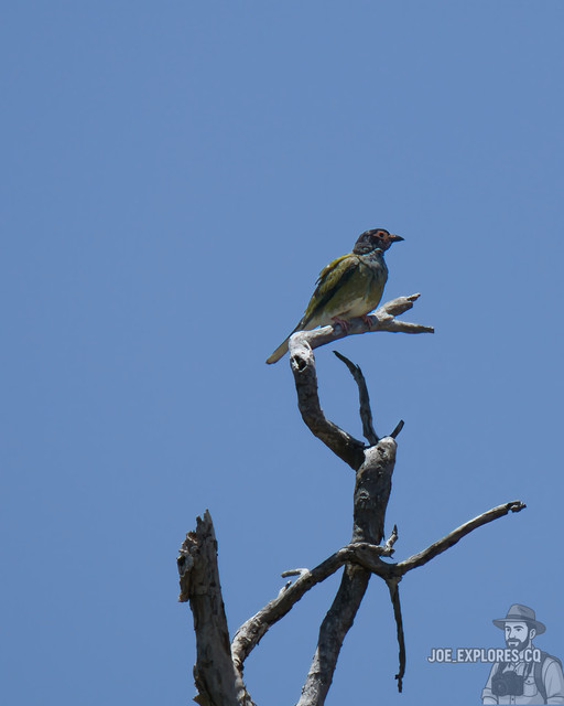 figbirdinsta.jpg