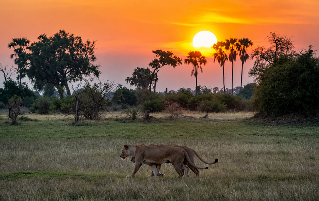 Moremi Game Reserve