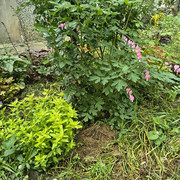 garden1