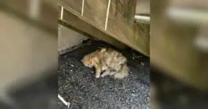 Senior Cat Finds Forever Home After 18 Years on Streets