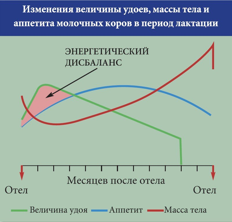 График изменения величины удоя, массы тела и аппетита молочных коров в период лактации