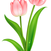 Pink-tulip-clipart-3