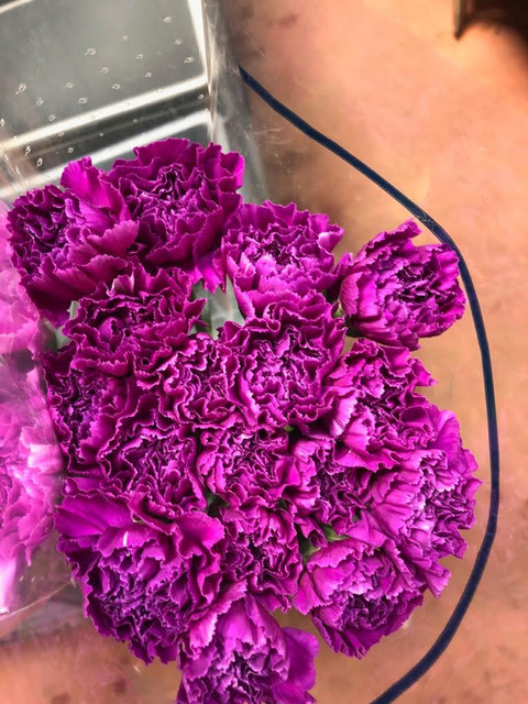 Moon-carnation-interfloralogistic.jpg