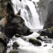 dog-waterfall