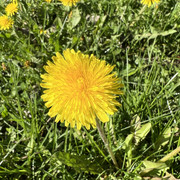 IMG-8518