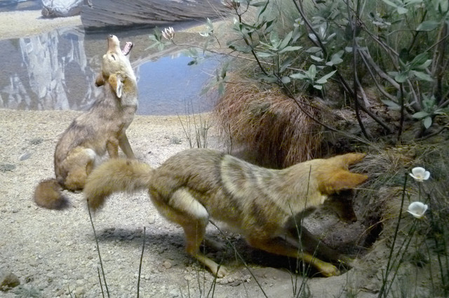 Grey Fox.jpg