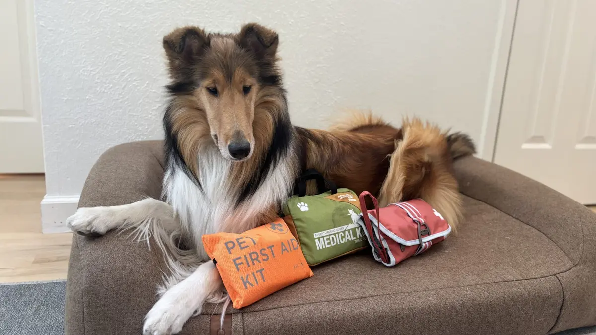 Best Dog First Aid Kits for Pet Owners