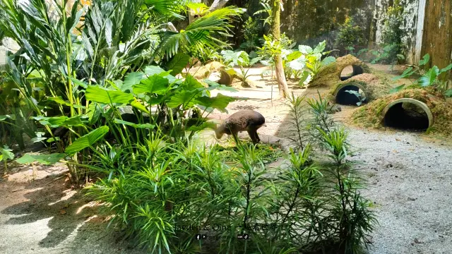 Zoo Negara15.webp