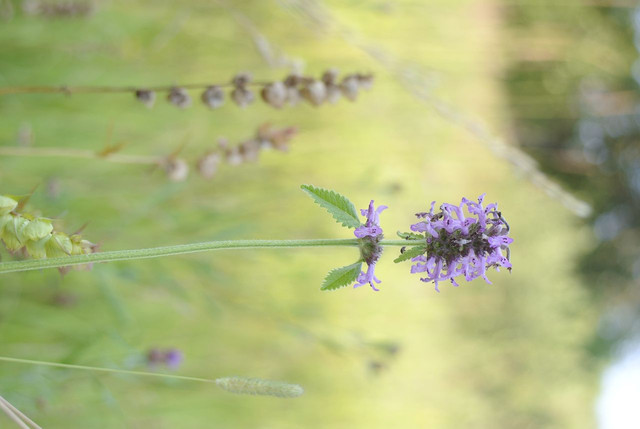 DSC5369-result.jpg