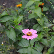 DSC7038