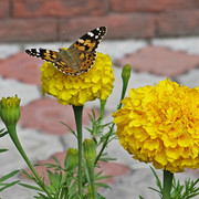 IMG-7428-5