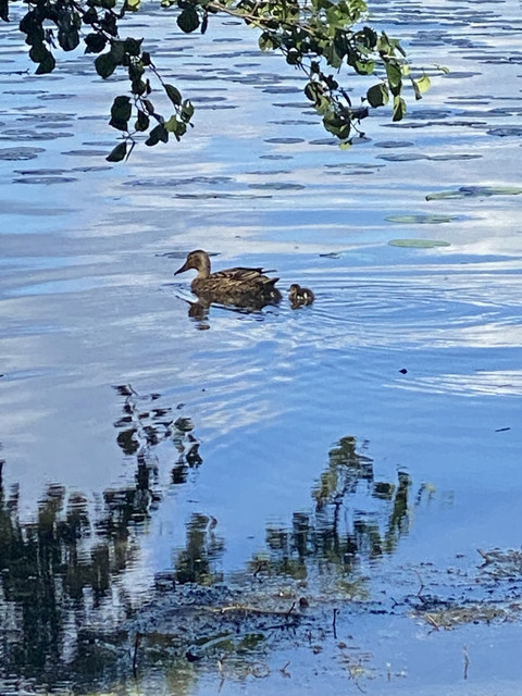 85-D43529-BD91-4100-97-AE-ECD567-C47-A3-