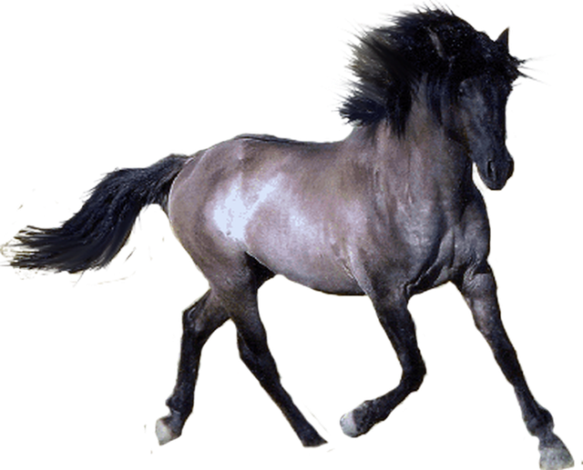 horse-PNG2533-result
