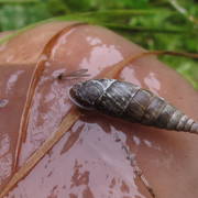 Clausinia