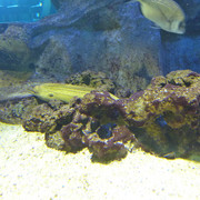 Aquarium