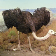 Common Ostrich