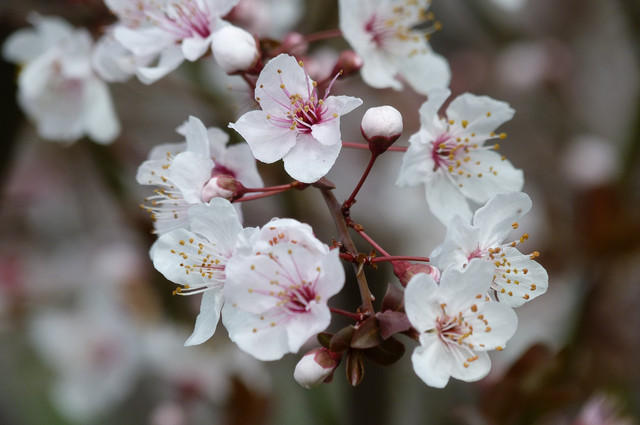 Cereza Sakura.jpg