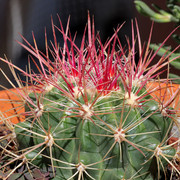 IMG-9959