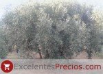 Verdial Olive Tree of Badajoz Verdial Olive Tree of Badajoz, centenary olive grove