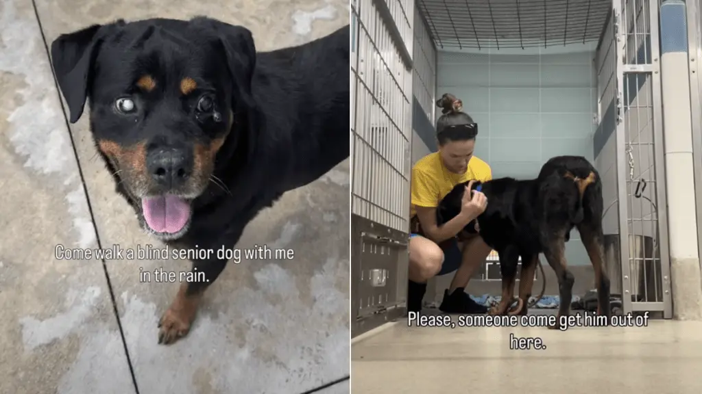 Blind Senior Dog Finds Comfort Outdoors, Struggles in Shelter