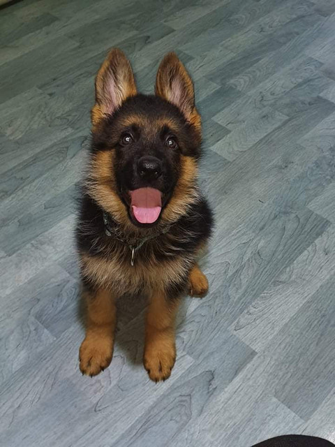 slika