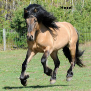 Lavender-1-Hazel
