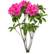 oie-transparent-14