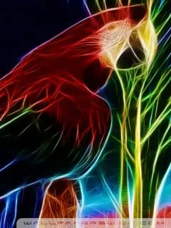 foot3-image