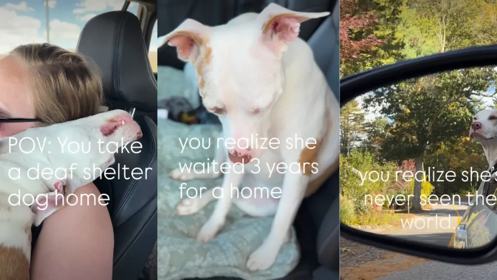 Deaf Rescue Dog Experiences Freedom for the First Time