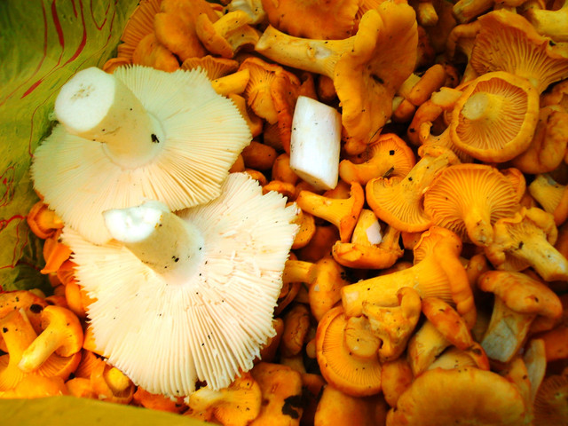 IPB Image