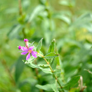 DSC7167