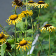 DSC5511