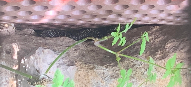 Serpent
