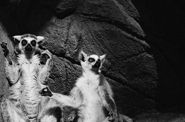 lemur4