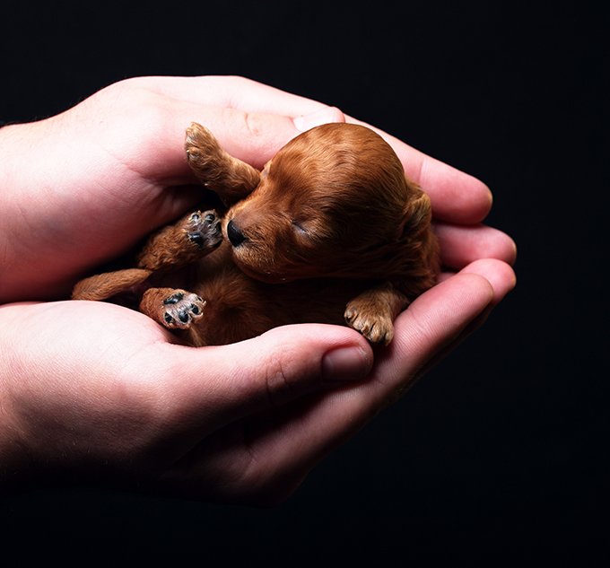 Puppies1.jpg
