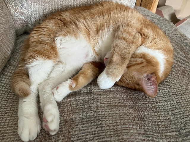 Tired-Chico