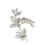MS-gold-element-9
