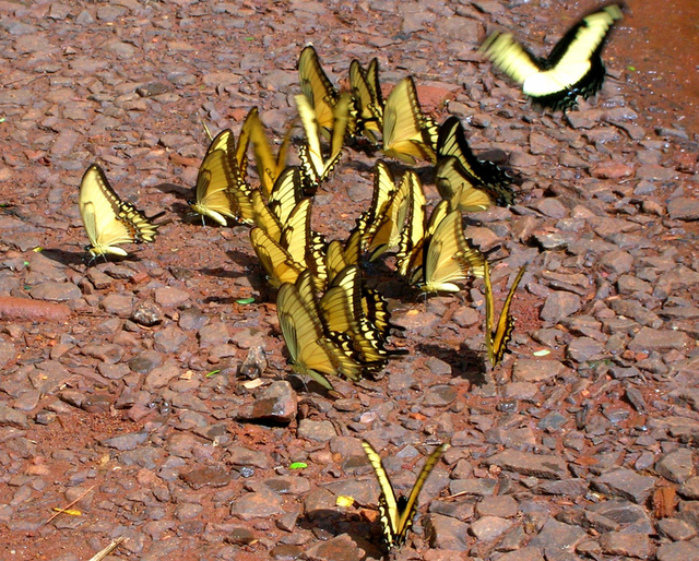 vbv