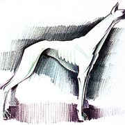 Dog-Antiqua