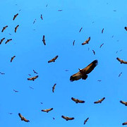 vultures