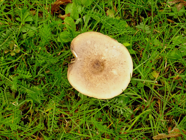 DSC00983.jpg