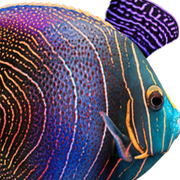 cortezange2